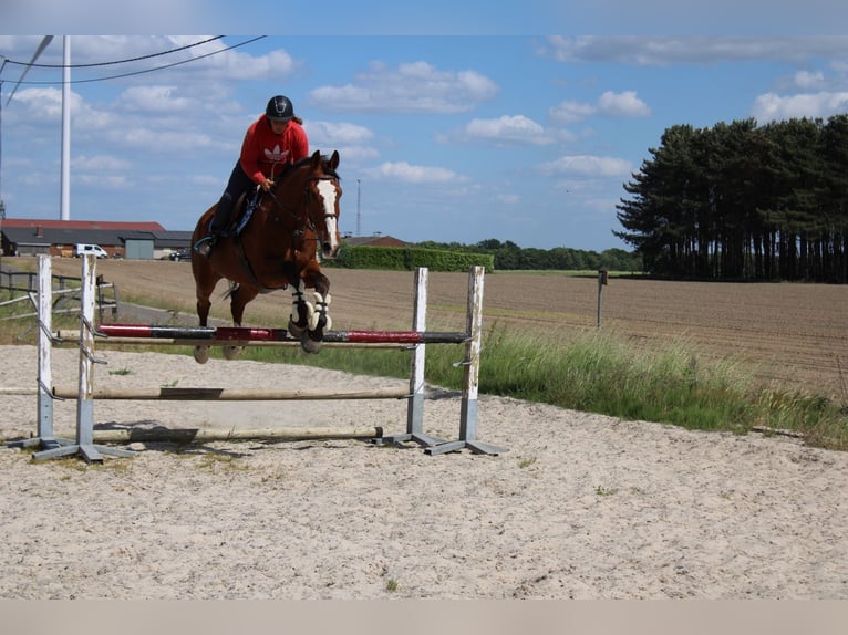 Zangersheide Caballo castrado 15 años 175 cm Castaño in maaseik