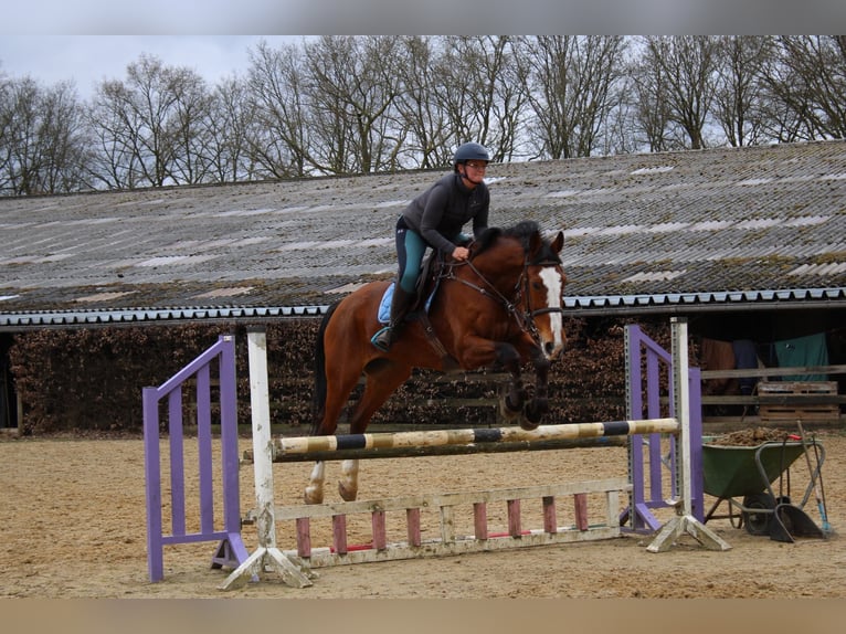 Zangersheide Caballo castrado 15 años 175 cm Castaño in maaseik