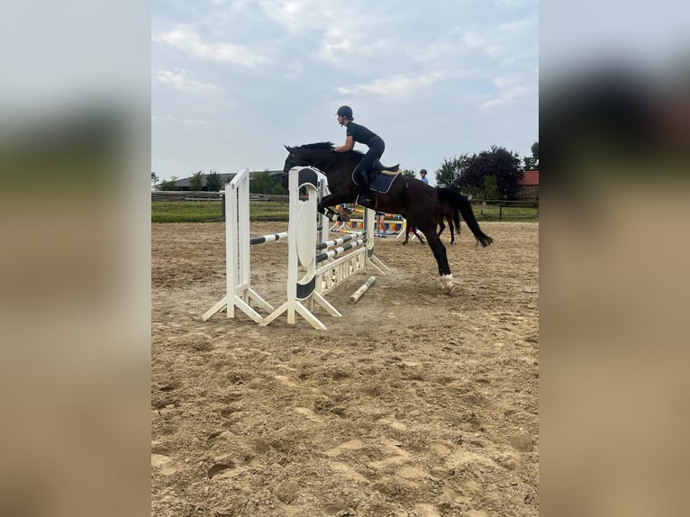 Zangersheide Caballo castrado 15 años 175 cm Castaño oscuro in Grevenbroich