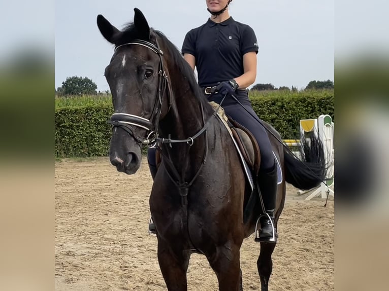 Zangersheide Caballo castrado 15 años 175 cm Castaño oscuro in Grevenbroich