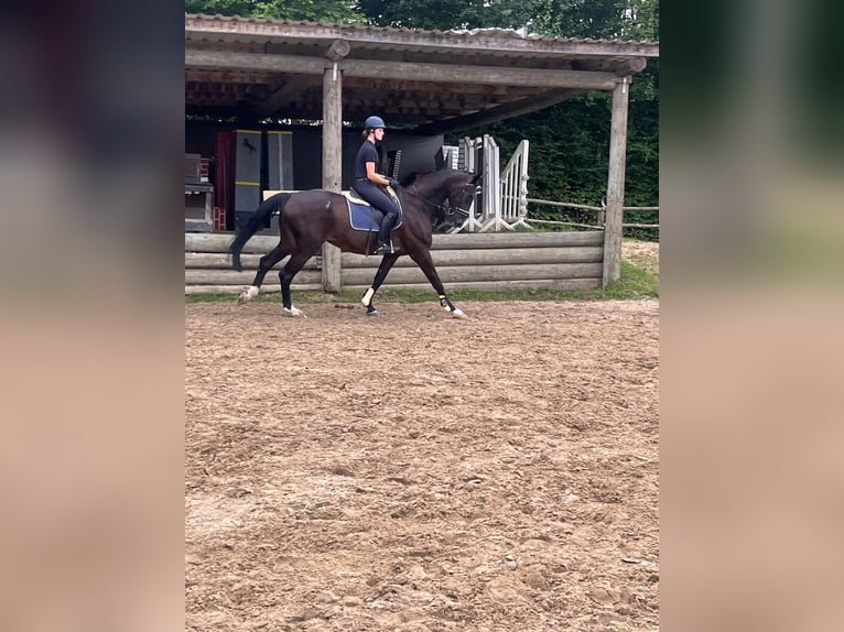 Zangersheide Caballo castrado 15 años 175 cm Castaño oscuro in Grevenbroich