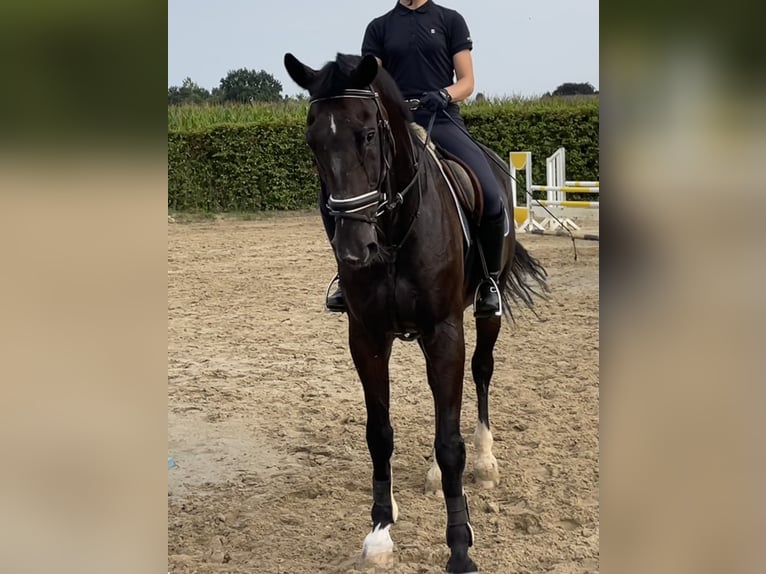 Zangersheide Caballo castrado 15 años 175 cm Castaño oscuro in Grevenbroich