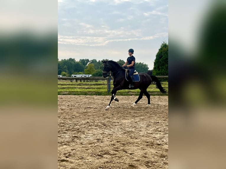 Zangersheide Caballo castrado 15 años 175 cm Castaño oscuro in Grevenbroich