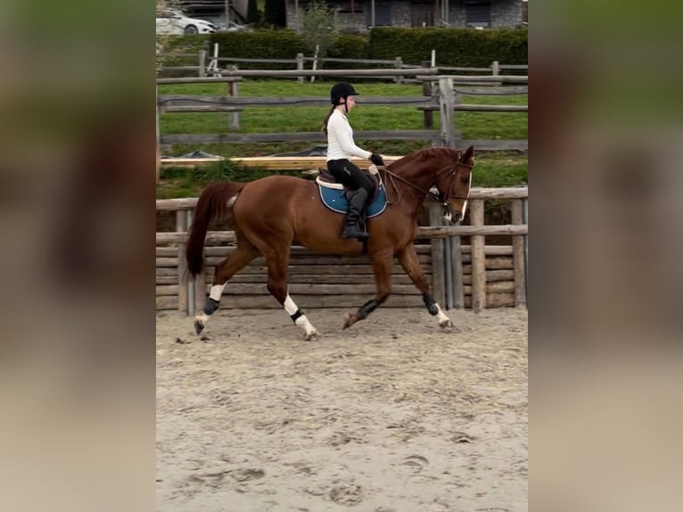 Zangersheide Caballo castrado 16 años 163 cm Alazán-tostado in Novo mesto