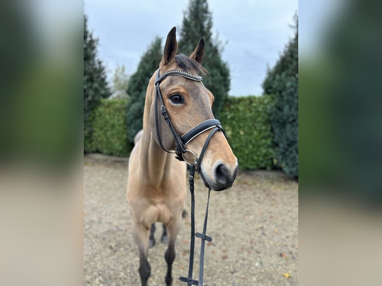 Zangersheide Caballo castrado 16 años 169 cm Castaño claro in Oud Gastel