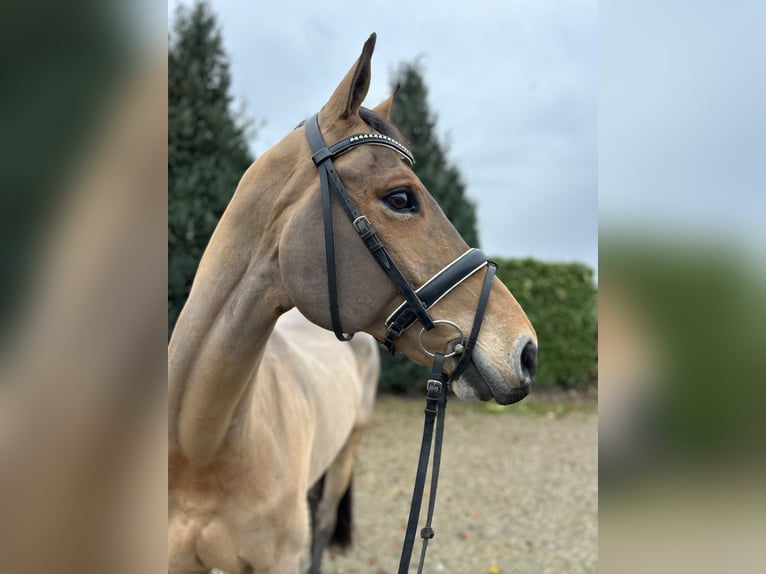 Zangersheide Caballo castrado 16 años 169 cm Castaño claro in Oud Gastel