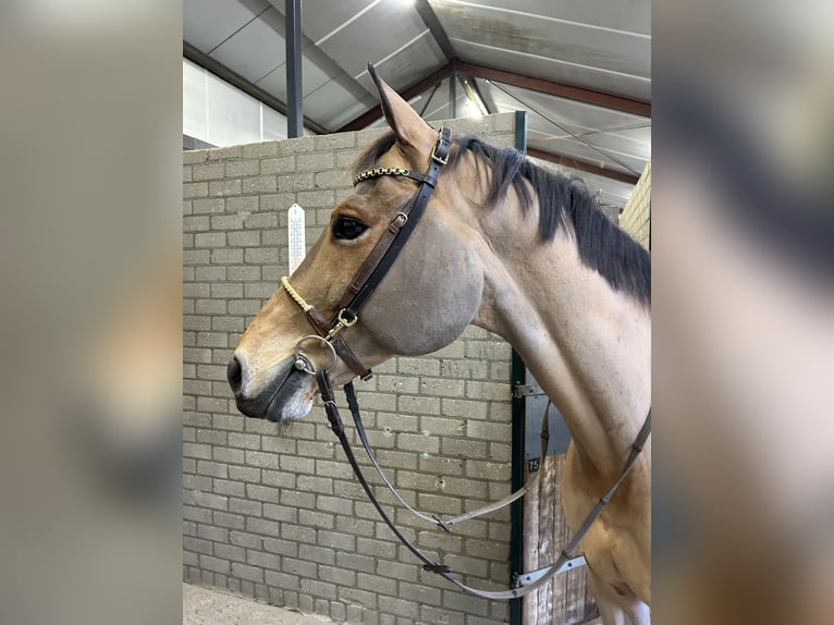 Zangersheide Caballo castrado 16 años 169 cm Castaño claro in Oud Gastel