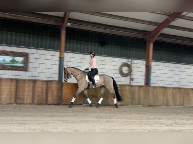 Zangersheide Caballo castrado 16 años 169 cm Castaño claro in Oud Gastel