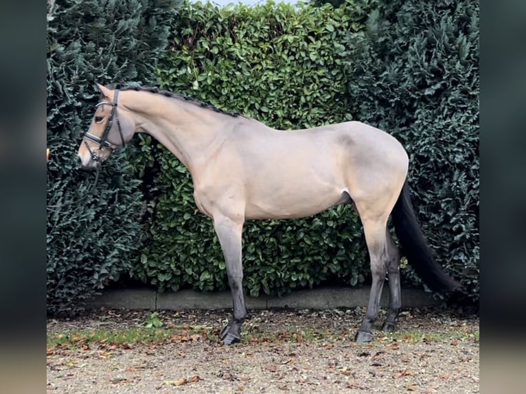 Zangersheide Caballo castrado 16 años 169 cm Castaño claro in Oud Gastel