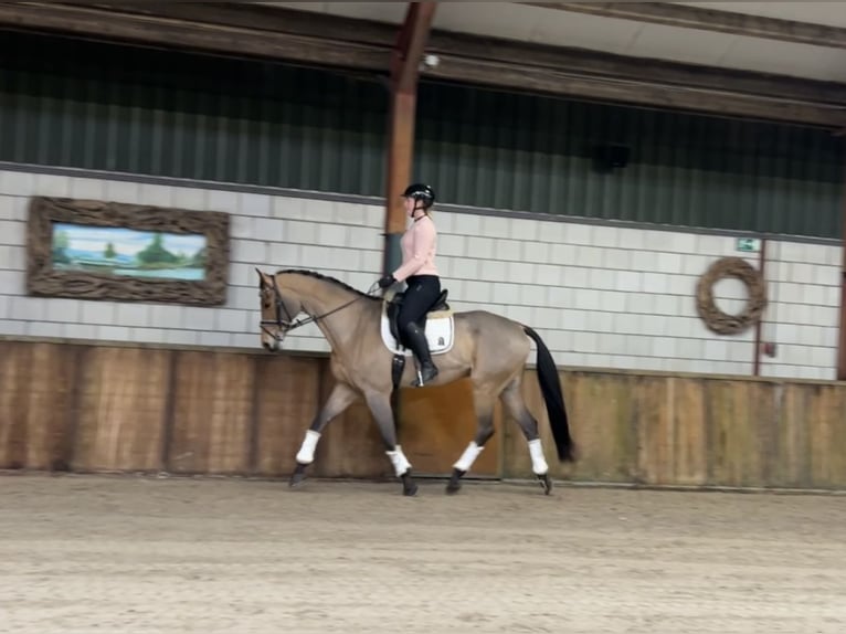 Zangersheide Caballo castrado 16 años 169 cm Castaño claro in Oud Gastel