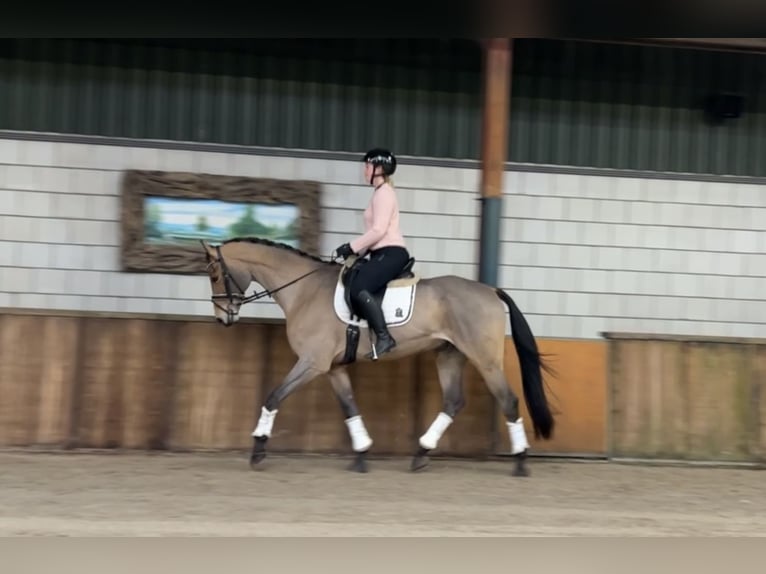 Zangersheide Caballo castrado 16 años 169 cm Castaño claro in Oud Gastel