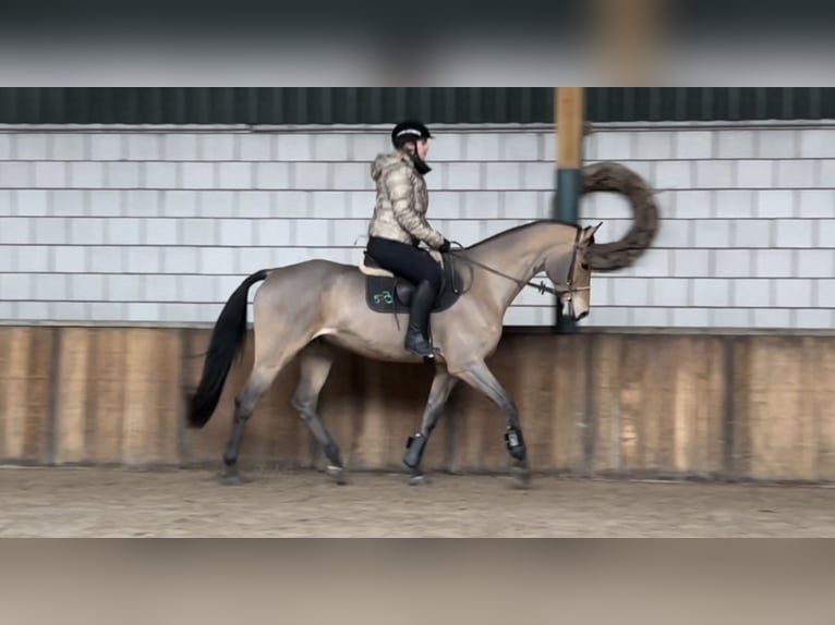 Zangersheide Caballo castrado 16 años 169 cm Castaño claro in Oud Gastel