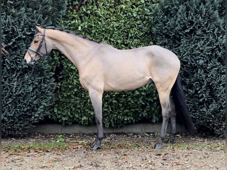 Zangersheide Caballo castrado 16 años 169 cm Castaño claro in Oud Gastel