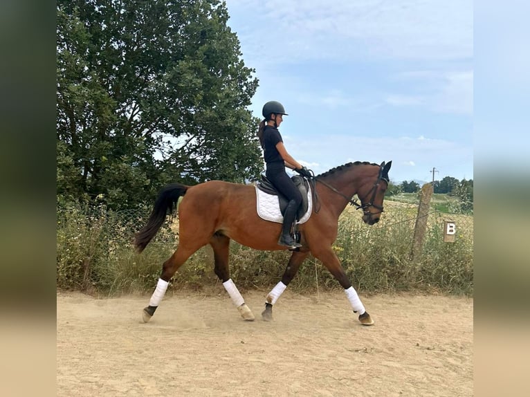 Zangersheide Caballo castrado 16 años 173 cm Castaño in Castello D'Empuries