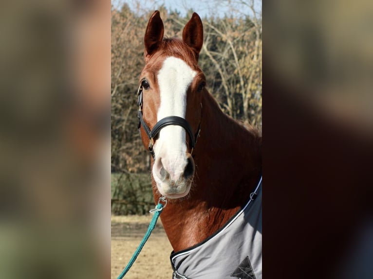 Zangersheide Caballo castrado 16 años 176 cm Alazán in Forstinning