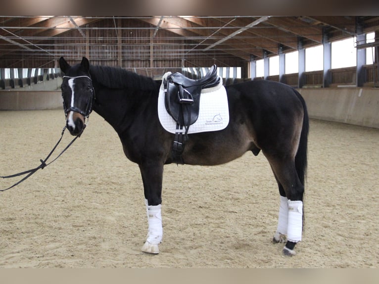 Zangersheide Caballo castrado 17 años 162 cm Castaño in Kaltenleutgeben