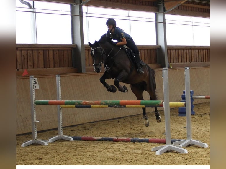 Zangersheide Caballo castrado 17 años 162 cm Castaño in Kaltenleutgeben