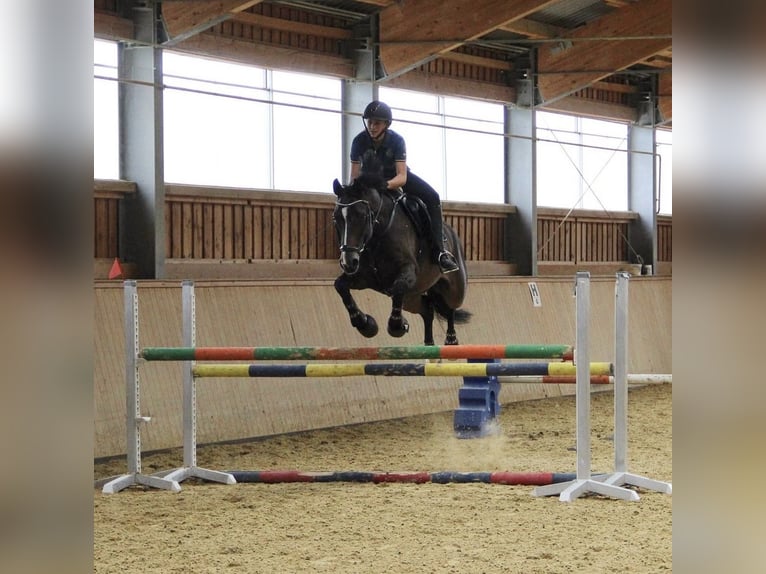 Zangersheide Caballo castrado 17 años 162 cm Castaño in Kaltenleutgeben