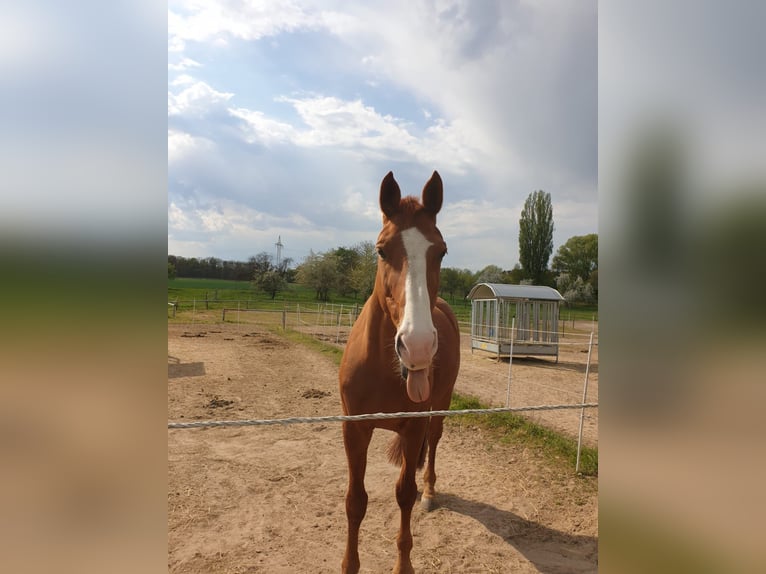 Zangersheide Caballo castrado 18 años 171 cm Alazán in Hambrücken