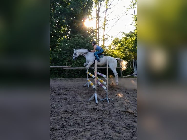 Zangersheide Caballo castrado 19 años 175 cm Tordo in Ribnitz-Damgarten