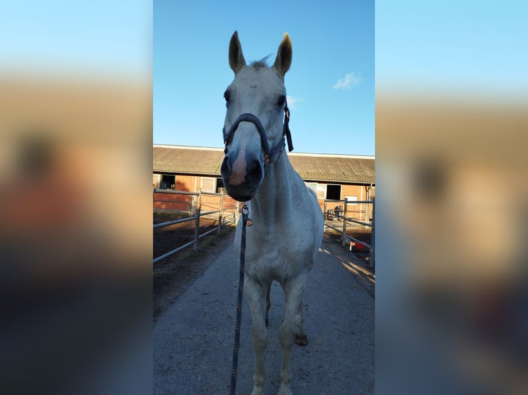 Zangersheide Caballo castrado 19 años 175 cm Tordo in Ribnitz-Damgarten