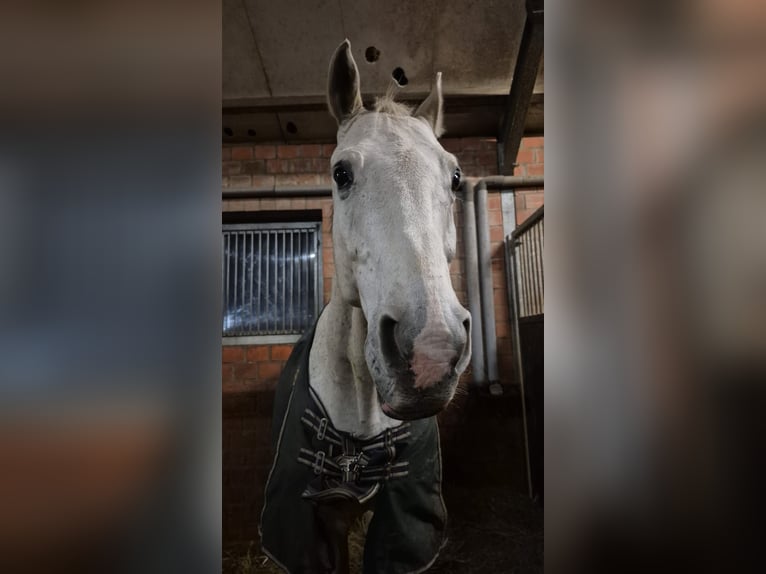 Zangersheide Caballo castrado 19 años 175 cm Tordo in Ribnitz-Damgarten