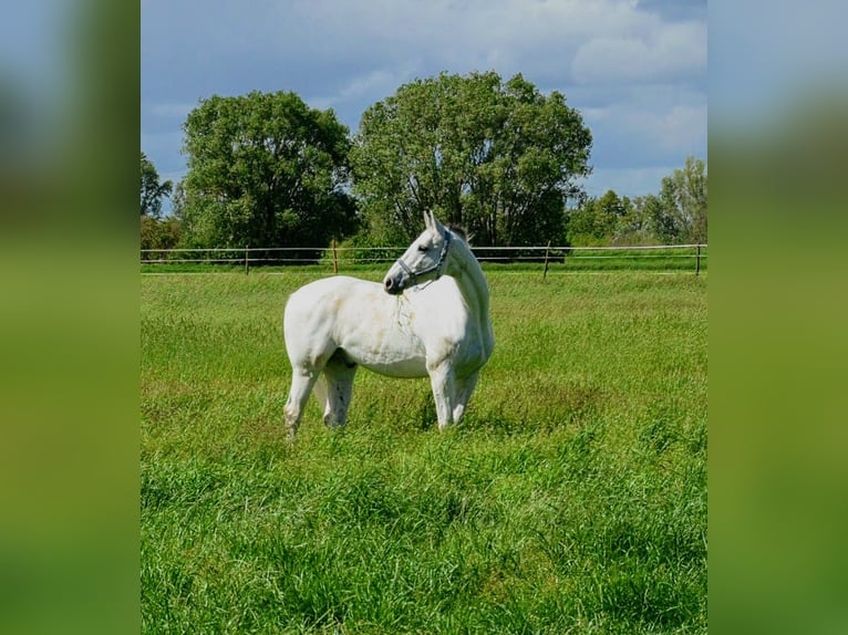 Zangersheide Caballo castrado 19 años 175 cm Tordo in Ribnitz-Damgarten