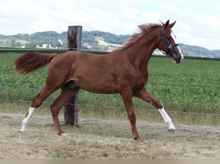 Zangersheide Caballo castrado 1 año 170 cm Alazán in Dobromierz