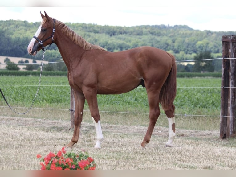 Zangersheide Caballo castrado 1 año 170 cm Alazán in Dobromierz