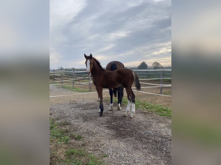 Zangersheide Caballo castrado 1 año 170 cm Castaño claro in Vinovo