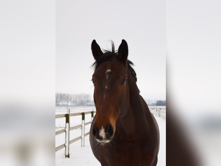 Zangersheide Caballo castrado 1 año 175 cm Castaño in Hellevoetsluis