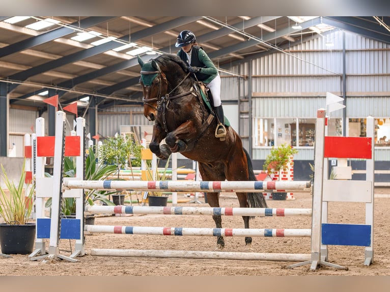 Zangersheide Caballo castrado 1 año 175 cm Castaño in Hellevoetsluis