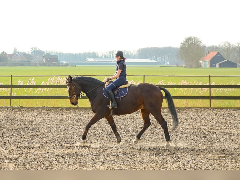 Zangersheide Caballo castrado 1 año 175 cm Castaño in Hellevoetsluis