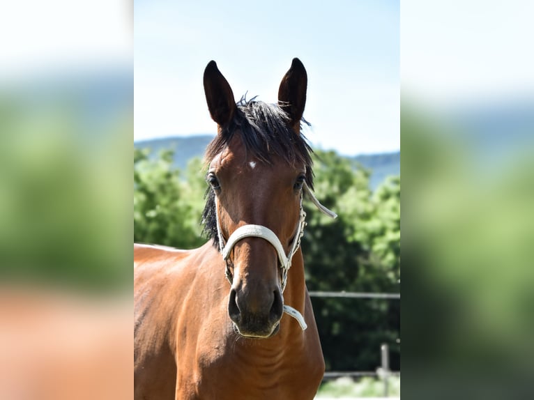 Zangersheide Caballo castrado 1 año Castaño rojizo in Trencin