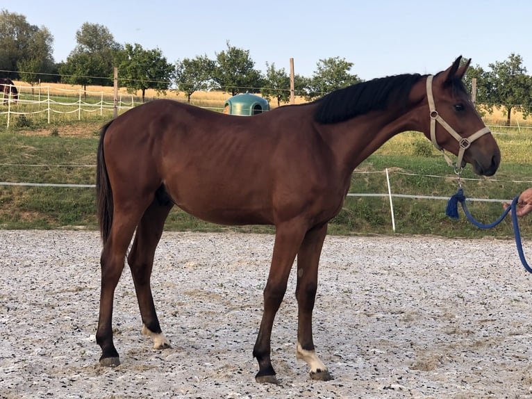 Zangersheide Caballo castrado 1 año Castaño rojizo in Trencin