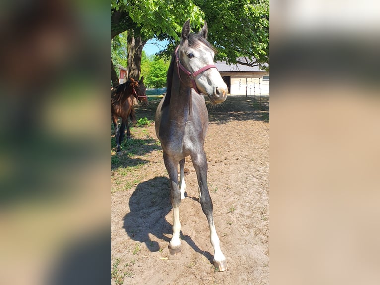 Zangersheide Caballo castrado 1 año Tordo rodado in Loučeň Zangersheide Caballo castrado 1 año Tordo rodado in Loučeň
