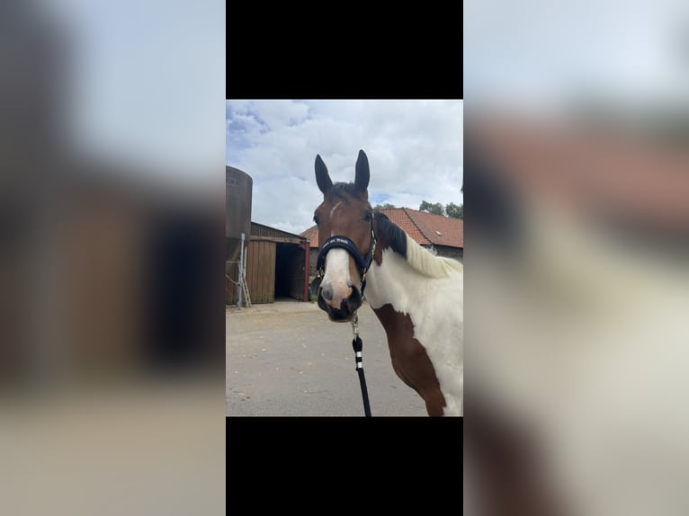 Zangersheide Caballo castrado 2 años 156 cm Tobiano-todas las-capas in Lille