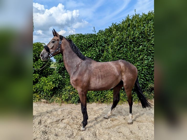 Zangersheide Caballo castrado 2 años 164 cm Musgo in Gangelt