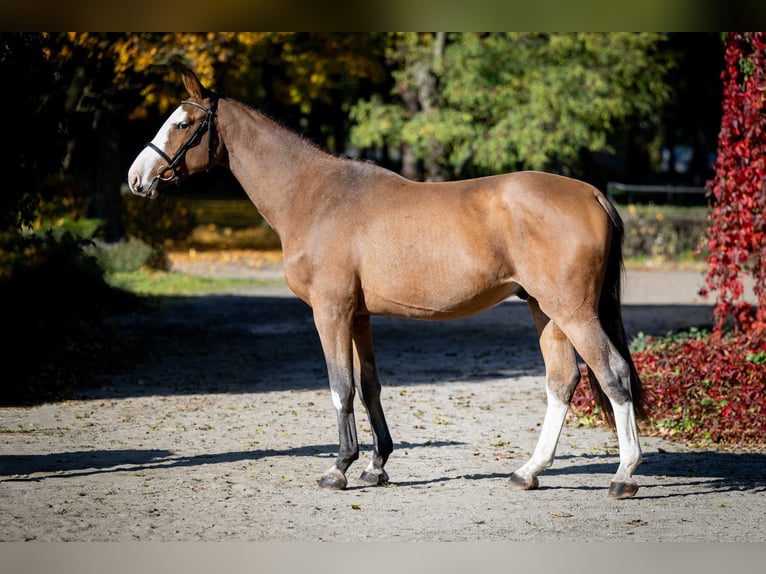 Zangersheide Caballo castrado 2 años 165 cm Castaño in Poznań