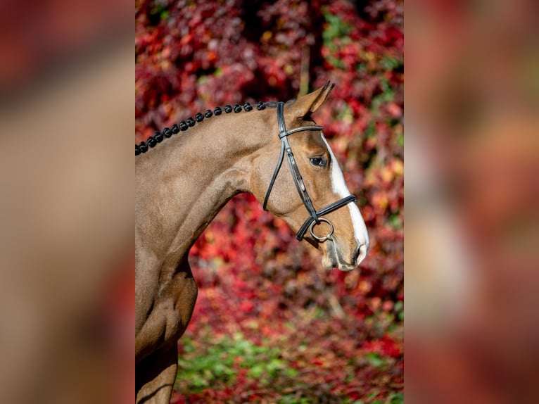 Zangersheide Caballo castrado 2 años 165 cm Castaño in Poznań