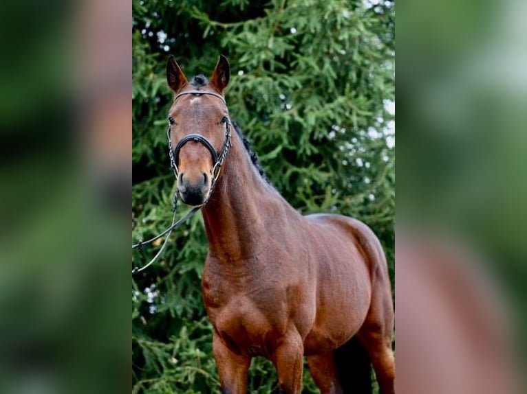 Zangersheide Caballo castrado 2 años 167 cm Castaño rojizo in Bychawa