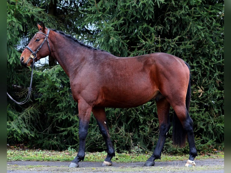 Zangersheide Caballo castrado 2 años 167 cm Castaño rojizo in Bychawa