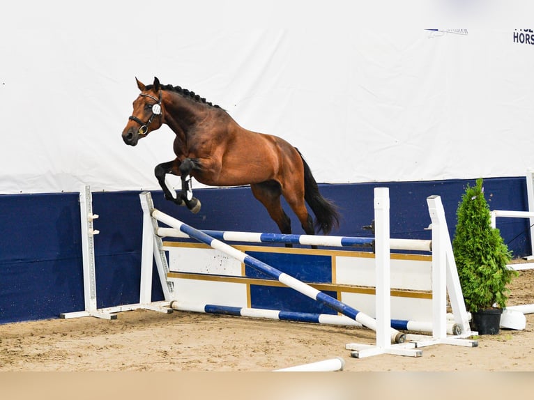 Zangersheide Caballo castrado 2 años 167 cm Castaño rojizo in Bychawa