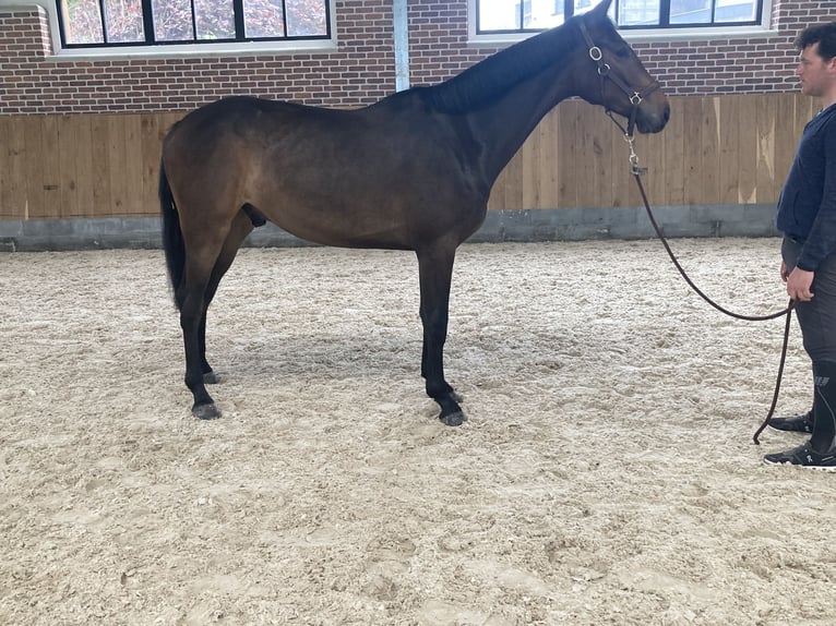 Zangersheide Caballo castrado 2 años 168 cm Castaño in Ayeneux