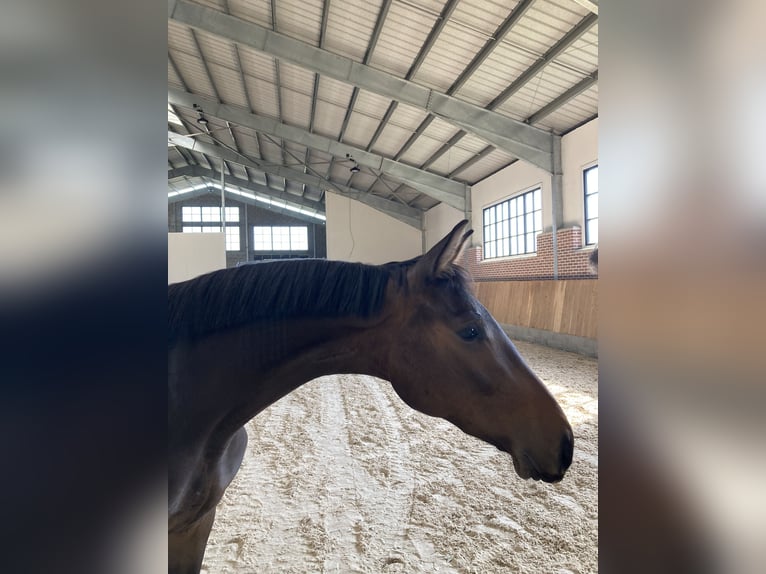 Zangersheide Caballo castrado 2 años 168 cm Castaño in Ayeneux