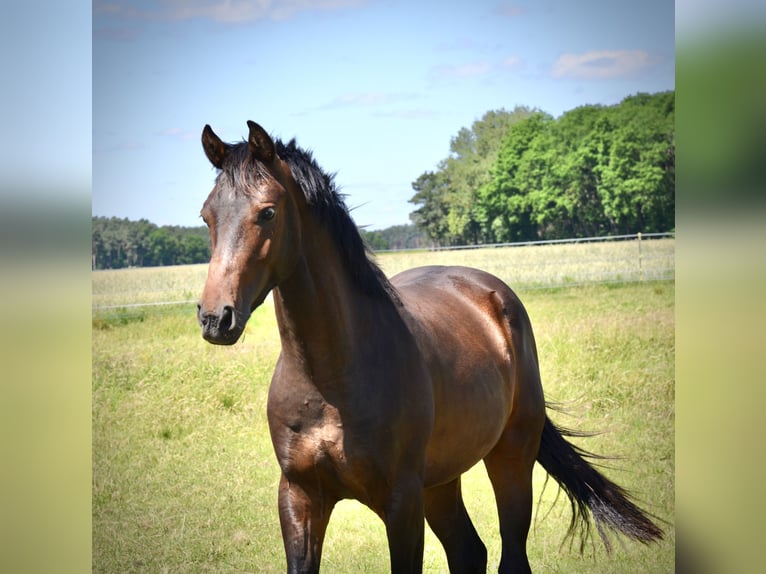 Zangersheide Caballo castrado 2 años 168 cm Castaño oscuro in Brandenburg an der Havel