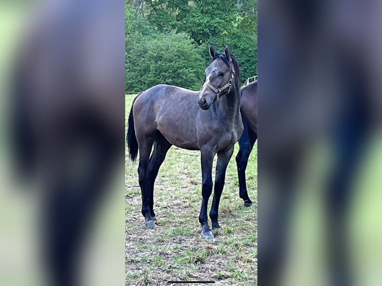 Zangersheide Caballo castrado 2 años 168 cm Musgo in Hellertshausen