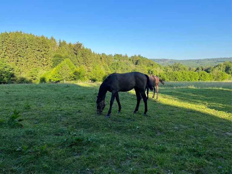 Zangersheide Caballo castrado 2 años 168 cm Musgo in Hellertshausen