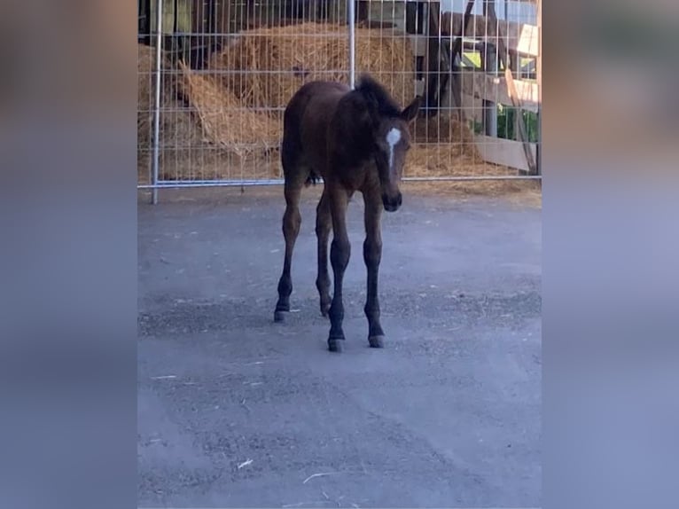 Zangersheide Caballo castrado 2 años 170 cm Musgo marrón in Hellertshausen