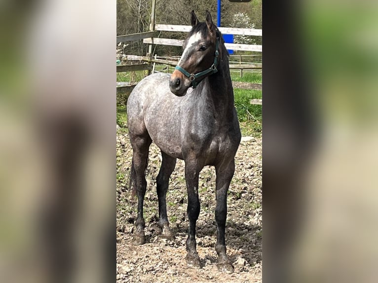 Zangersheide Caballo castrado 2 años 170 cm Musgo marrón in Hellertshausen